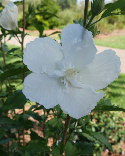 Hibiscus White Pillar® (PW)