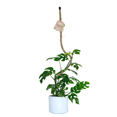 Mossify 30" Bendable Coir Pole