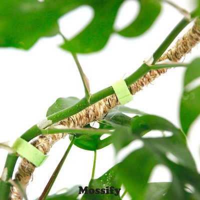 Mossify 30" Bendable Coir Pole