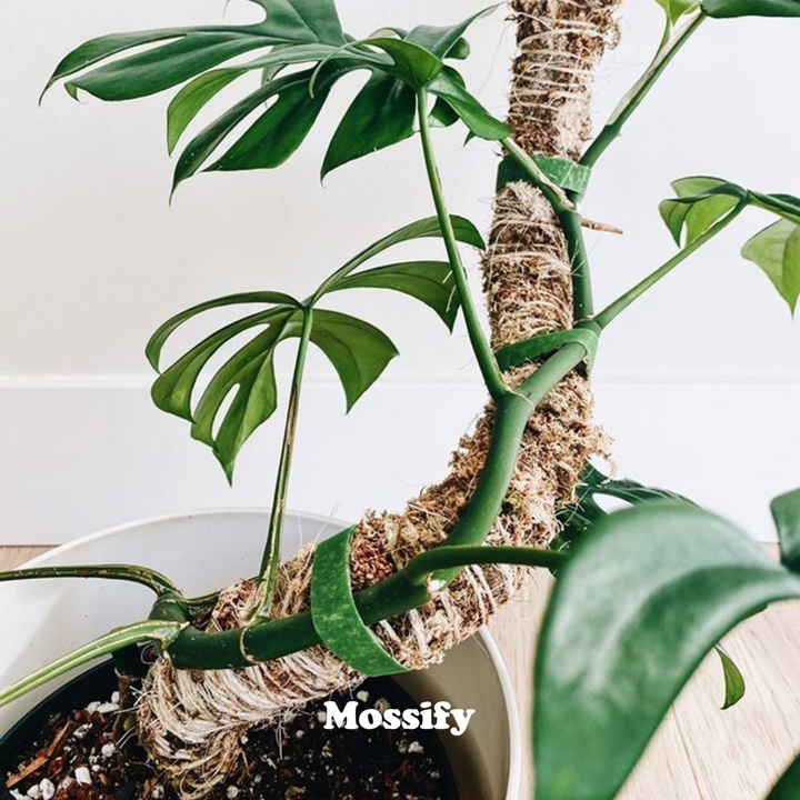 Mossify 16