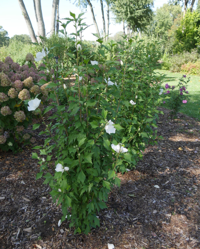 Hibiscus White Pillar® (PW)