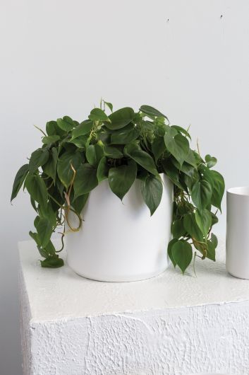 Kendall Pot 10.75", White