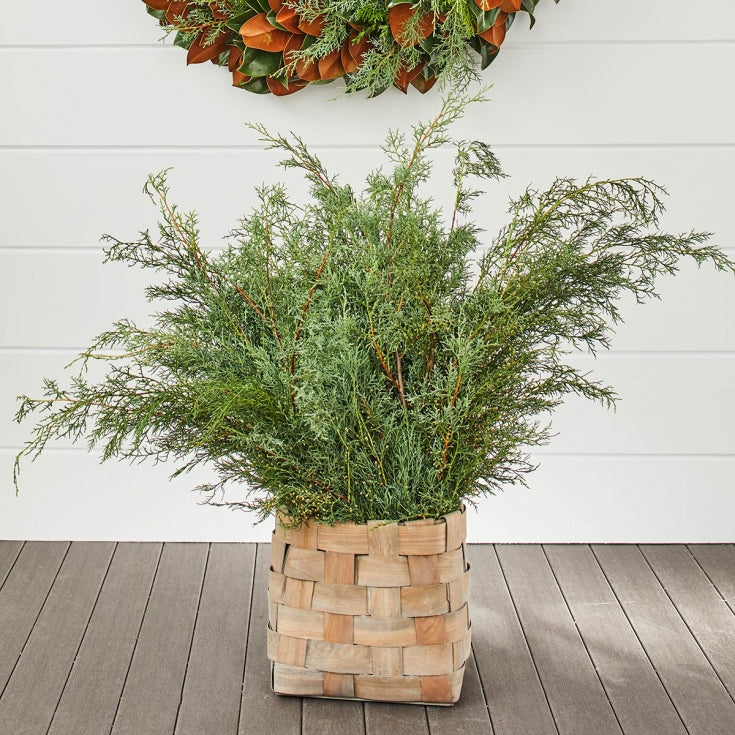 TMC Carolina Sapphire Bunch