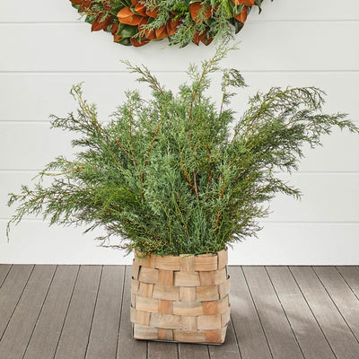 TMC Carolina Sapphire Bunch