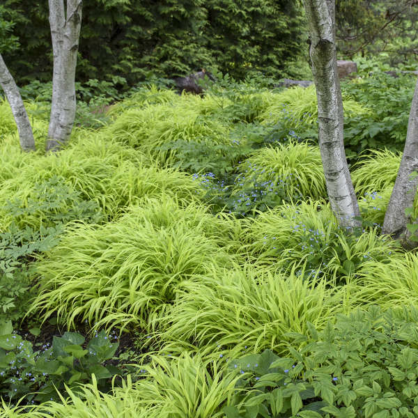 Grass - Hakonechloa macra 'All Gold'