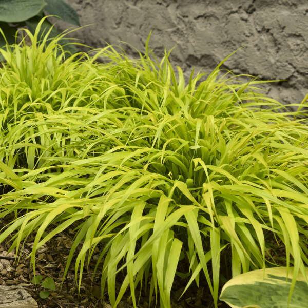 Grass - Hakonechloa macra 'All Gold'