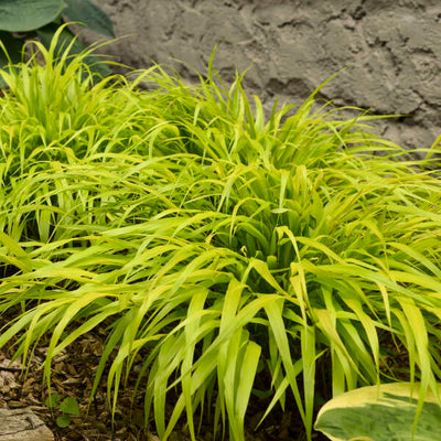 Grass - Hakonechloa macra 'All Gold'