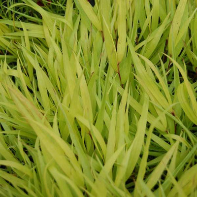 Grass - Hakonechloa macra 'All Gold'