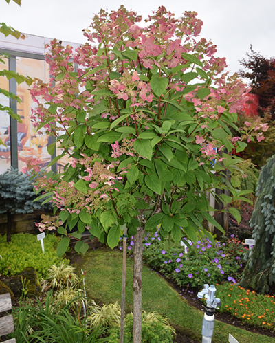 Hydrangea pan. Quick Fire® Tree Form #10C