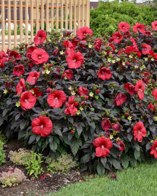 Hibiscus Summerific® 'Holy Grail'