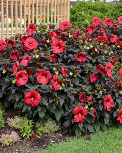 Hibiscus Summerific® 'Holy Grail'