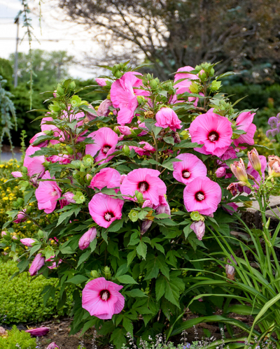 Hibiscus Summerific® 'Candy Crush'