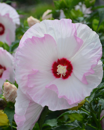 Hibiscus Summerific® 'Ballet Slippers'