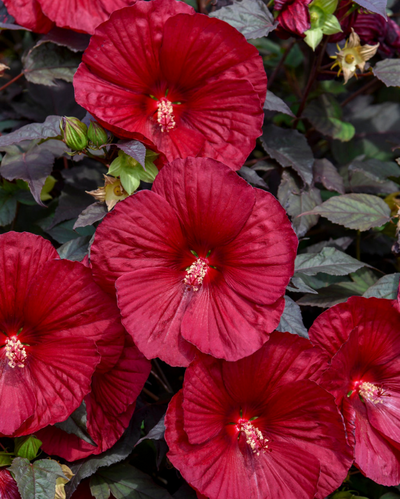 Hibiscus Summerific® 'Holy Grail'