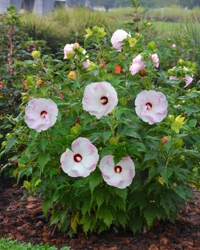 Hibiscus Summerific® 'Ballet Slippers'