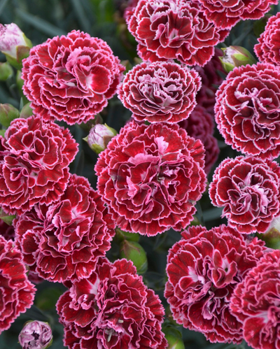 Dianthus Fruit Punch® 'Cherry Vanilla'