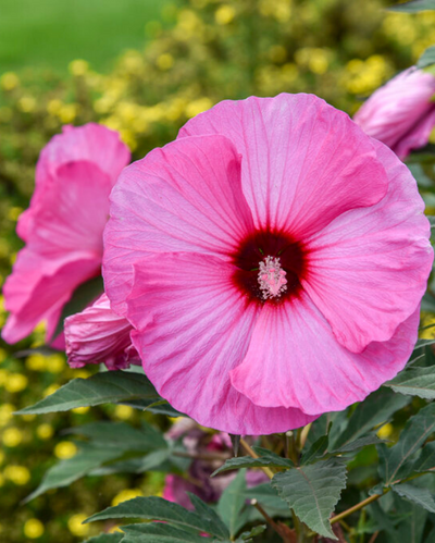 Hibiscus Summerific® 'Candy Crush'