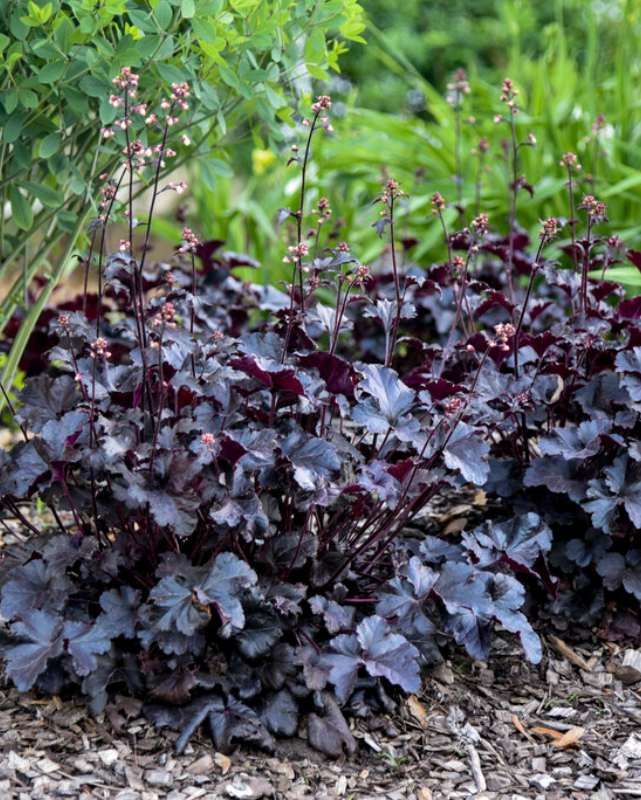 Heuchera Primo® Black Pearl PW #1