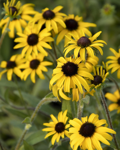 Rudbeckia 'American Gold Rush' #4C
