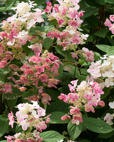 Hydrangea pan. Quick Fire® Tree Form #10C