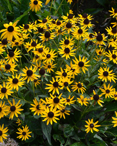 Rudbeckia ful. 'Little Goldstar' #4C