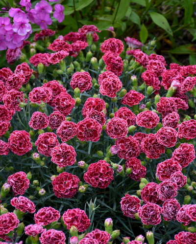Dianthus Fruit Punch® 'Cherry Vanilla'