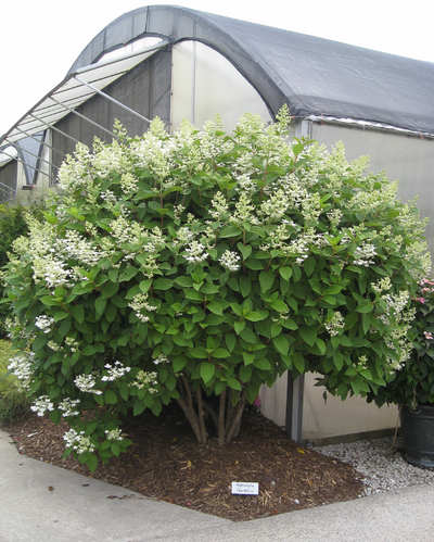 Hydrangea pan. Quick Fire® Tree Form #10C