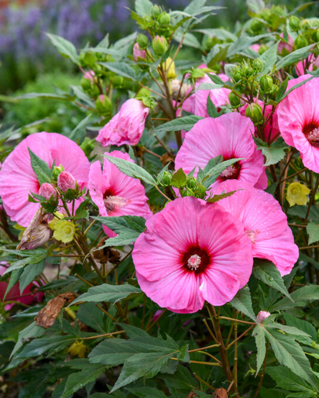 Hibiscus Summerific® 'Candy Crush'