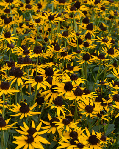 Rudbeckia ful. 'Little Goldstar' #4C