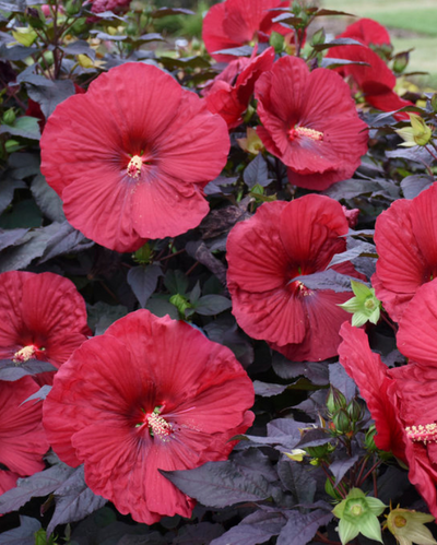 Hibiscus Summerific® 'Holy Grail'