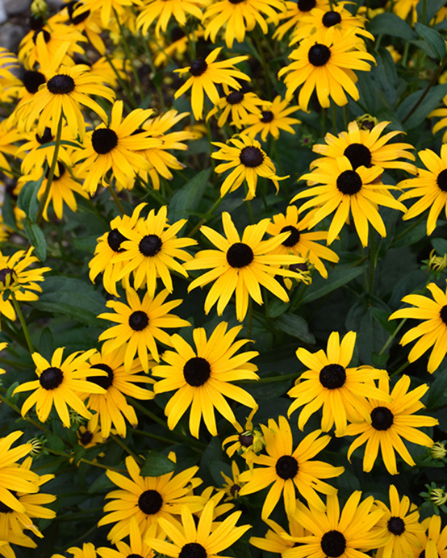 Rudbeckia 'American Gold Rush' #4C