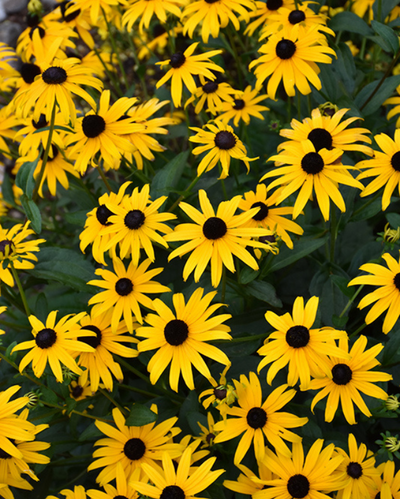 Rudbeckia 'American Gold Rush' #4C