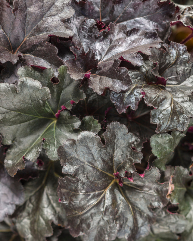Heuchera Primo® Black Pearl PW #1