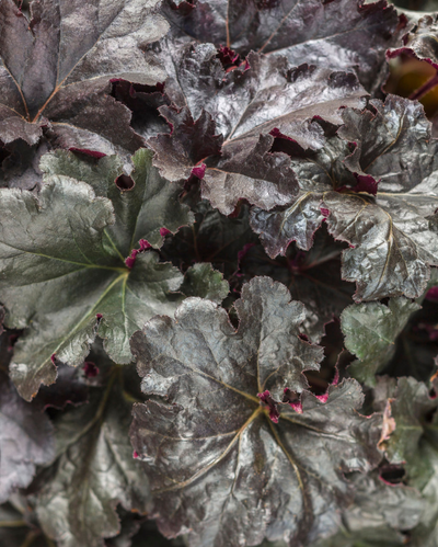 Heuchera Primo® Black Pearl PW #1