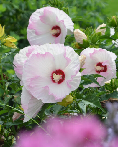Hibiscus Summerific® 'Ballet Slippers'