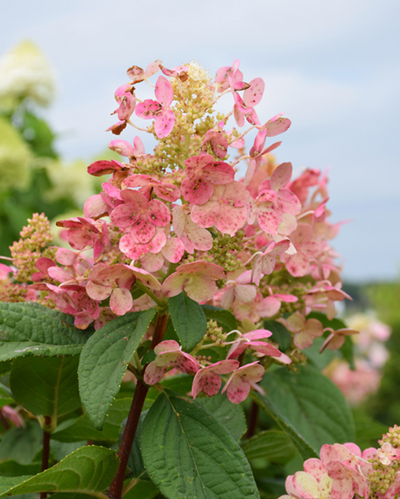 Hydrangea pan. Quick Fire® Tree Form #10C