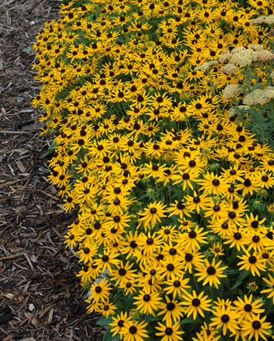 Rudbeckia ful. 'Little Goldstar' #4C