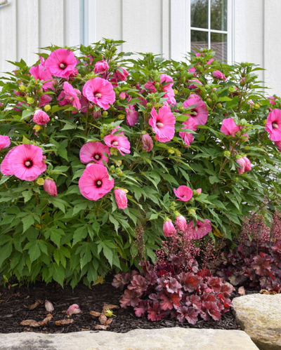 Hibiscus Summerific® 'Candy Crush'