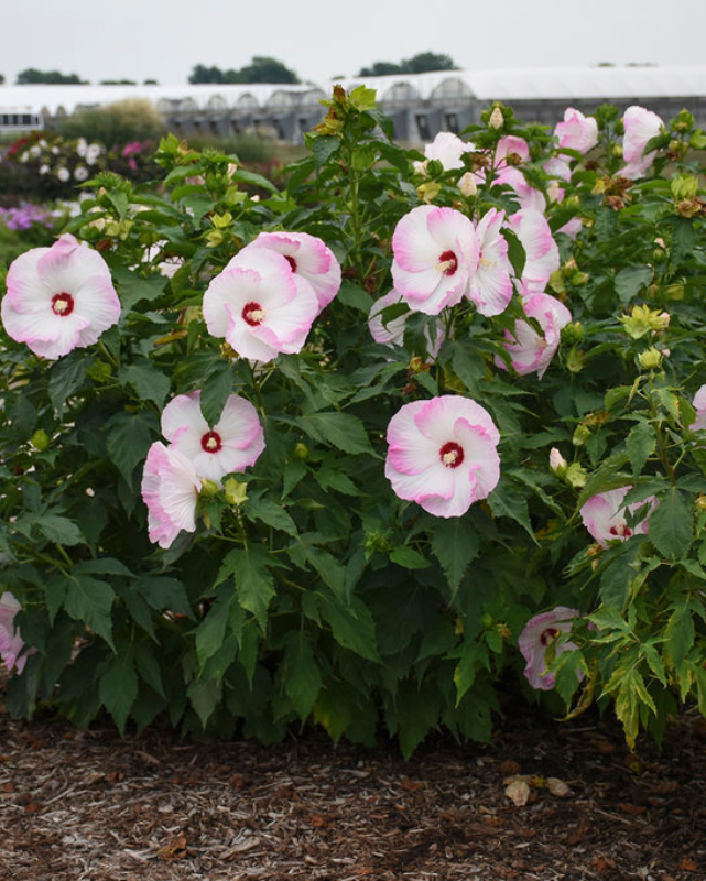 Hibiscus Summerific® 'Ballet Slippers'