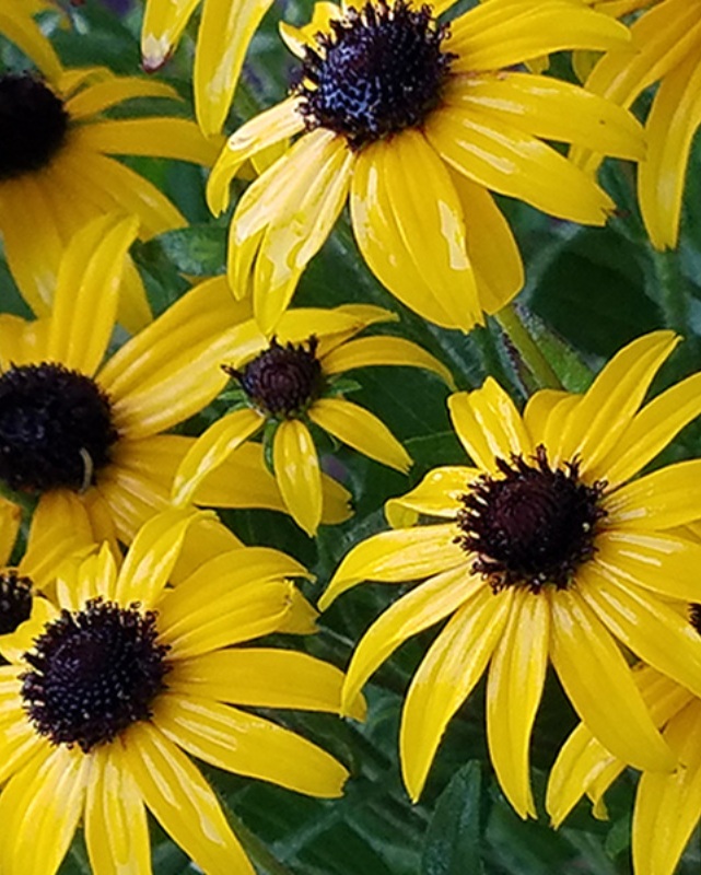 Rudbeckia 'American Gold Rush' #4C