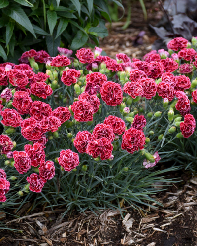 Dianthus Fruit Punch® 'Cherry Vanilla'