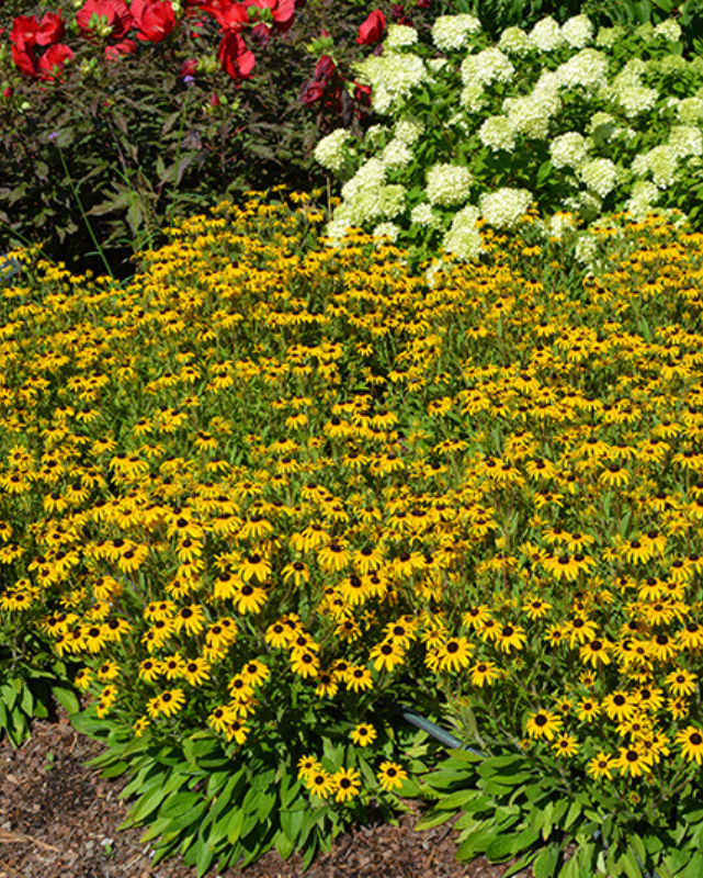 Rudbeckia 'American Gold Rush' #4C