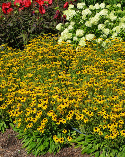 Rudbeckia 'American Gold Rush' #4C
