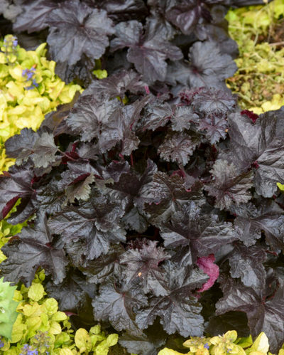 Heuchera Primo® Black Pearl PW #1
