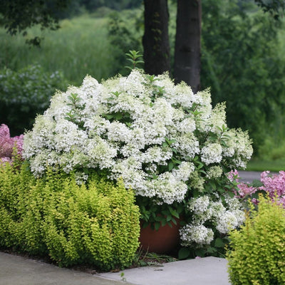 Hydrangea pan. 'Bobo' (PW)