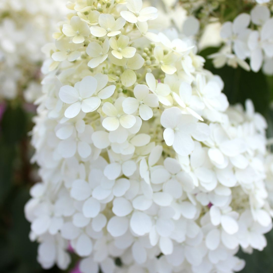 Hydrangea pan. 'Bobo' (PW)