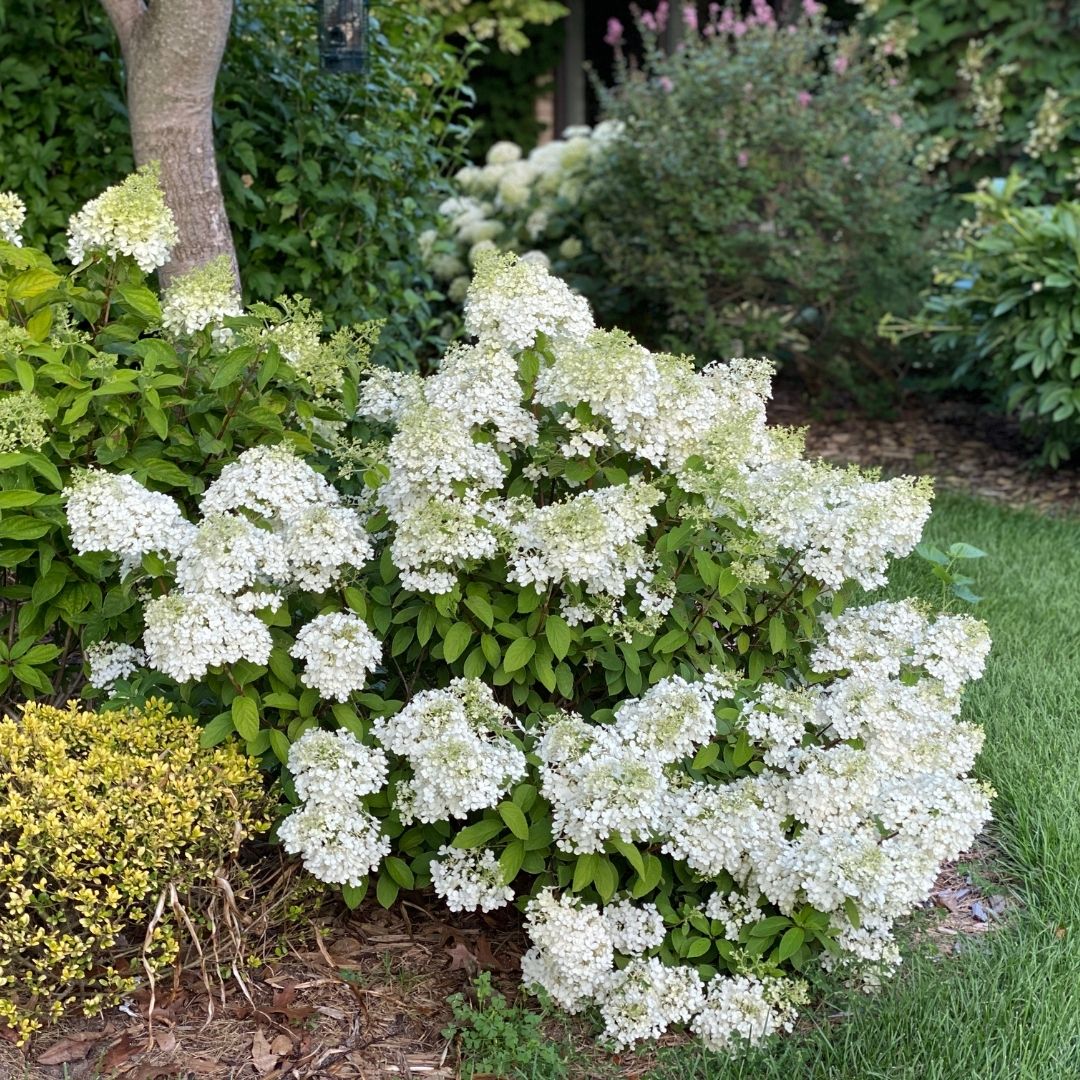 Hydrangea pan. 'Bobo' (PW)