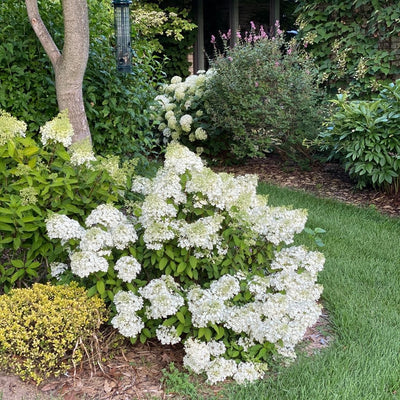 Hydrangea pan. 'Bobo' (PW)