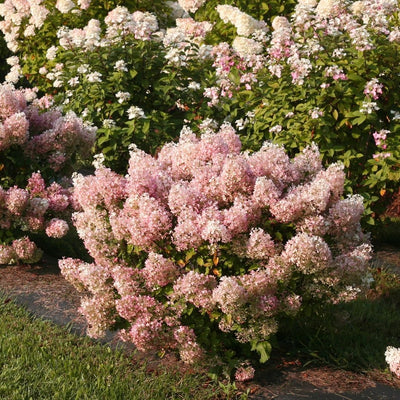 Hydrangea pan. 'Bobo' (PW)