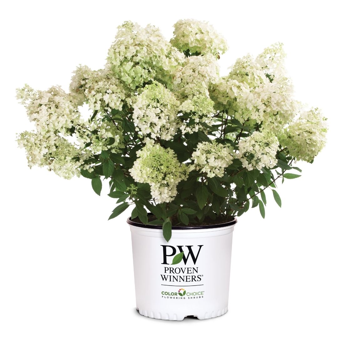 Hydrangea pan. 'Bobo' (PW)